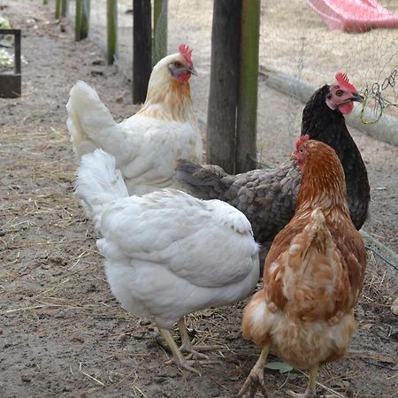 Ferienanlage Duhnen Haus 23 Cuxhaven Dış mekan fotoğraf